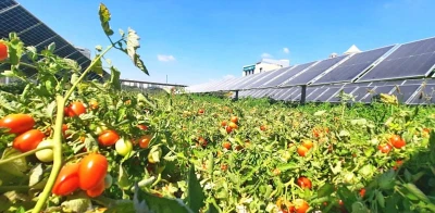 Israel Just Made It Easier to Build Solar Panels on Farmland